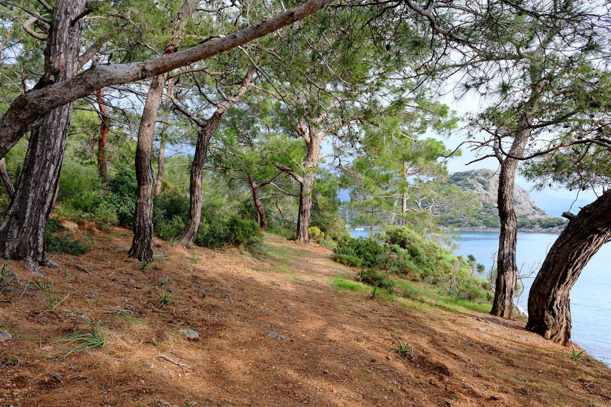 Sunlit pine trees along a path above the Mediterranean