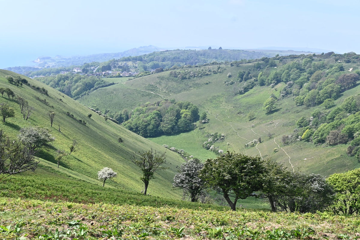 Rolling green hills of the South Downs in soft morning light