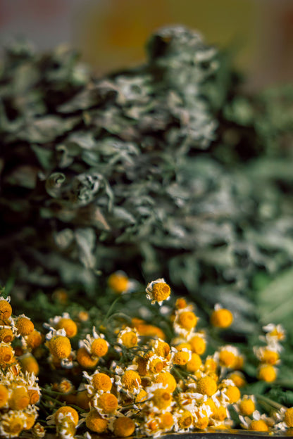 Fresh chamomile flowers in close up
