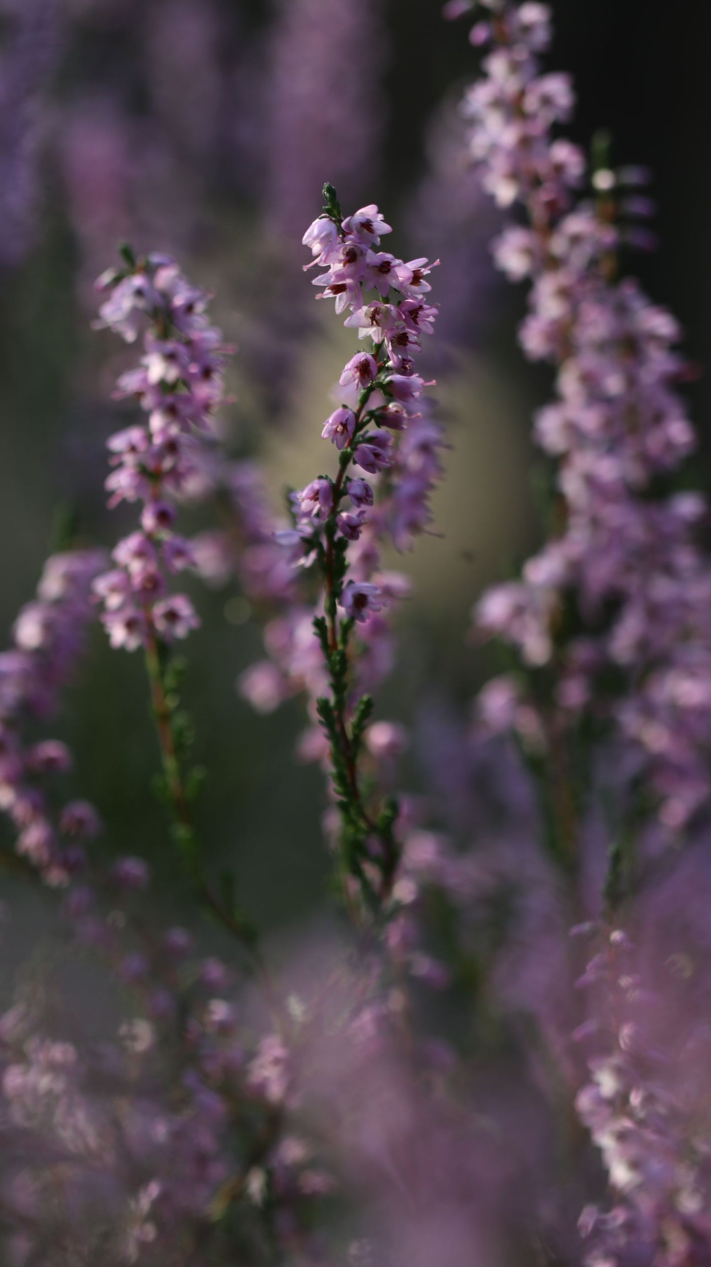 Pink heather in soft light on a Highland moor