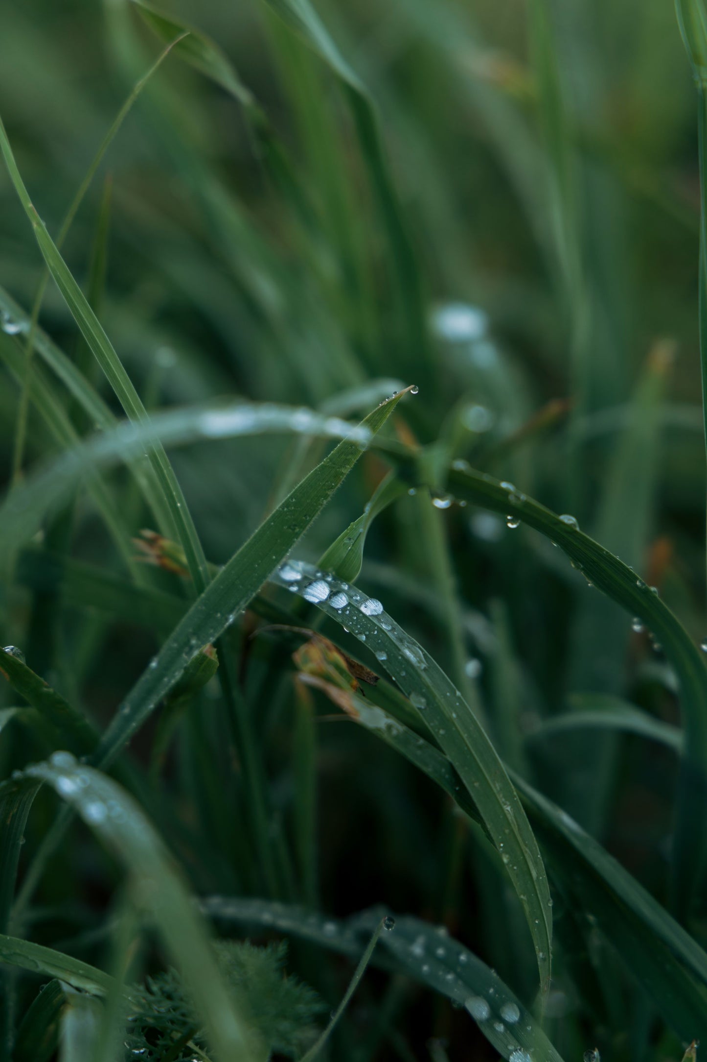 Dew covered grass in cold morning light