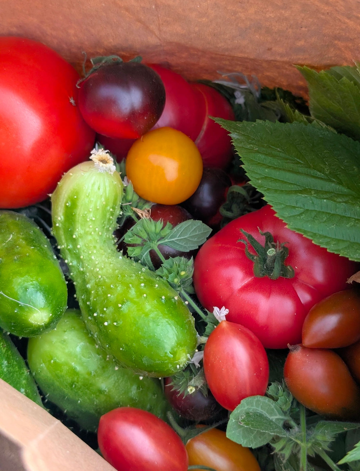 A fresh harvest of heirloom tomatoes and cucumbers from an organic farm