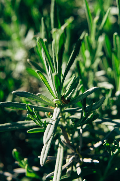 Sunlit rosemary growing close against green foliage