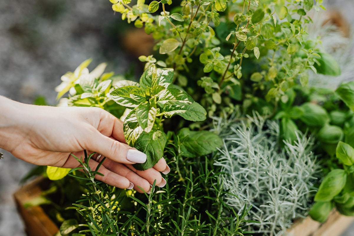 A hand reaching into a bed of fresh garden herbs