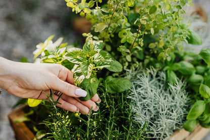 A hand reaching into a bed of fresh garden herbs