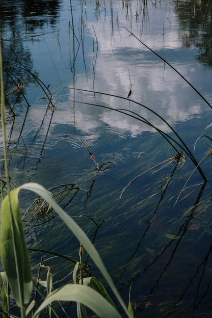 Cool green river water threaded with reeds, evoking the Thames moving beneath the Floating Spa