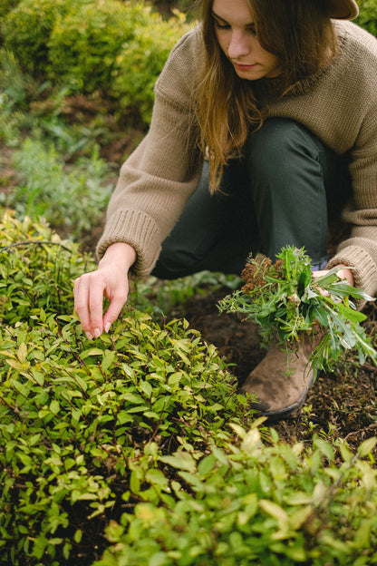 A pair of hands harvesting herbs from a garden bed, evoking the estate grown ingredients behind Seed to Skin.