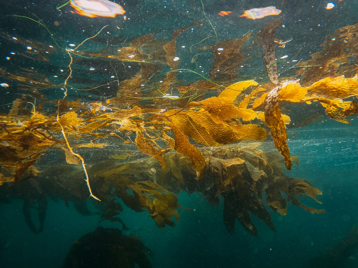 Golden kelp drifting in clear water, the marine ingredient behind La Mer's Miracle Broth.