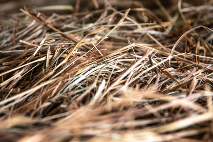 Dried hay and grass stems in close up, Eynsham Baths at Estelle Manor