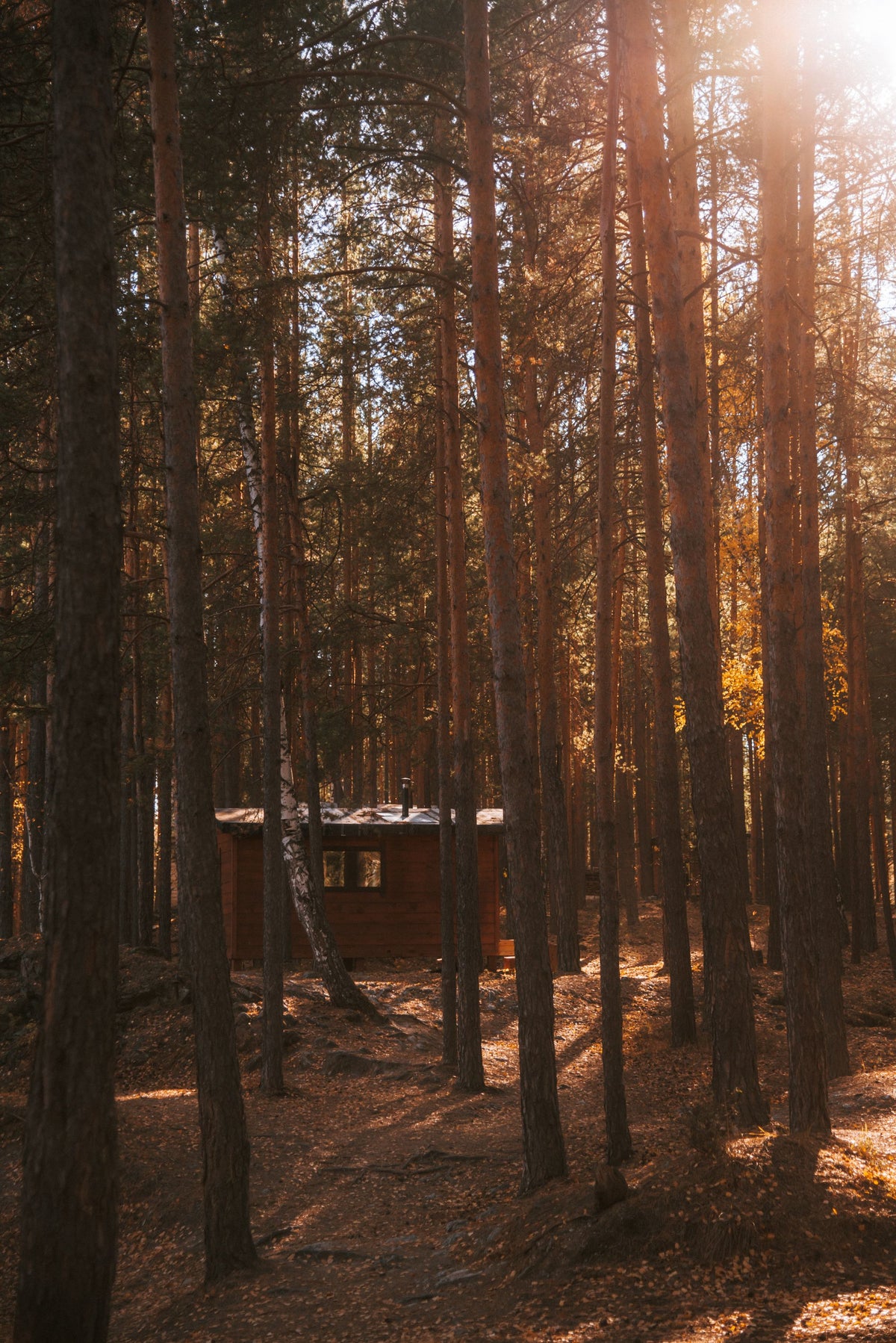 Sunlit pine forest with a small warm lit cabin nestled among tall trees, evoking the woodland setting of Forest Spa at Middleton Lodge Estate