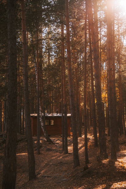Sunlit pine forest with a small warm lit cabin nestled among tall trees, evoking the woodland setting of Forest Spa at Middleton Lodge Estate