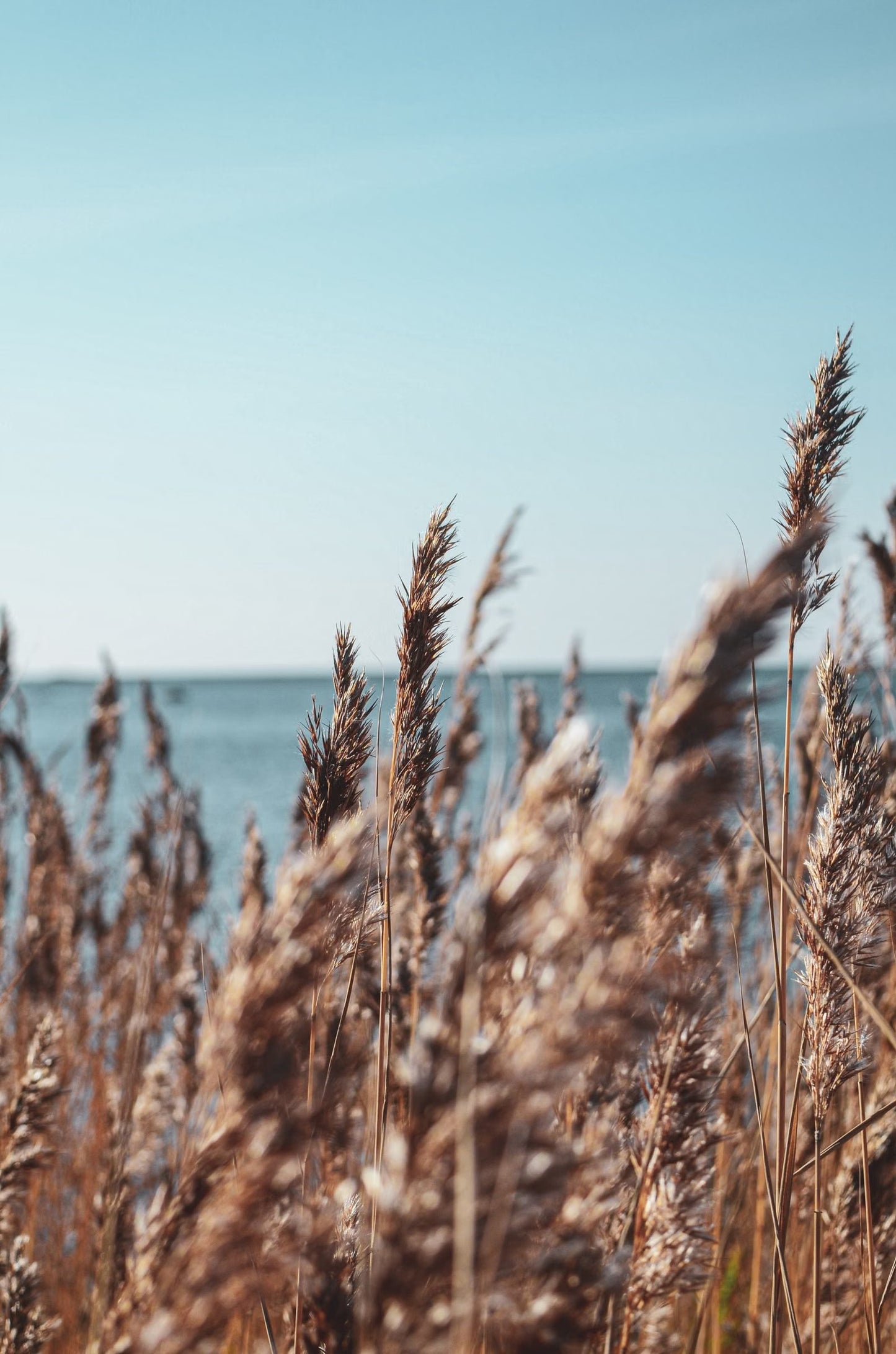 Golden reed grasses with the open Atlantic beyond, near The Scarlet Spa, Mawgan Porth