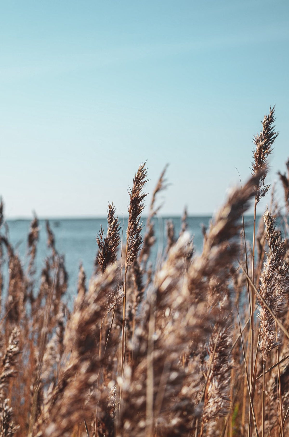 Golden reed grasses with the open Atlantic beyond, near The Scarlet Spa, Mawgan Porth